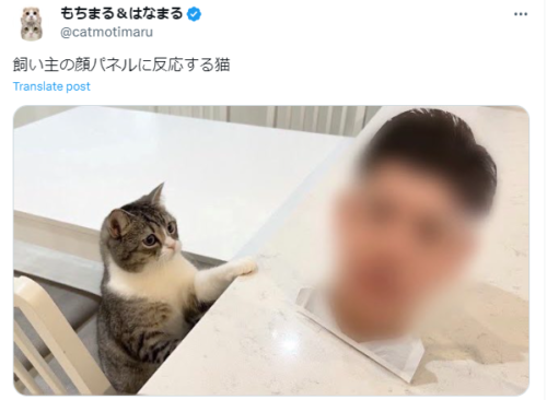 32a84c2452a8a014f8a992a8e14980bf 500x366 1 - もちまる日記の飼い主が顔バレして秋山吏功と判明？結婚相手は誰？