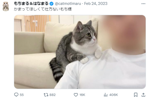 5b7c1f21ceb5cfda6b1099dafae8c966 500x331 1 - もちまる日記の飼い主が顔バレして秋山吏功と判明？結婚相手は誰？