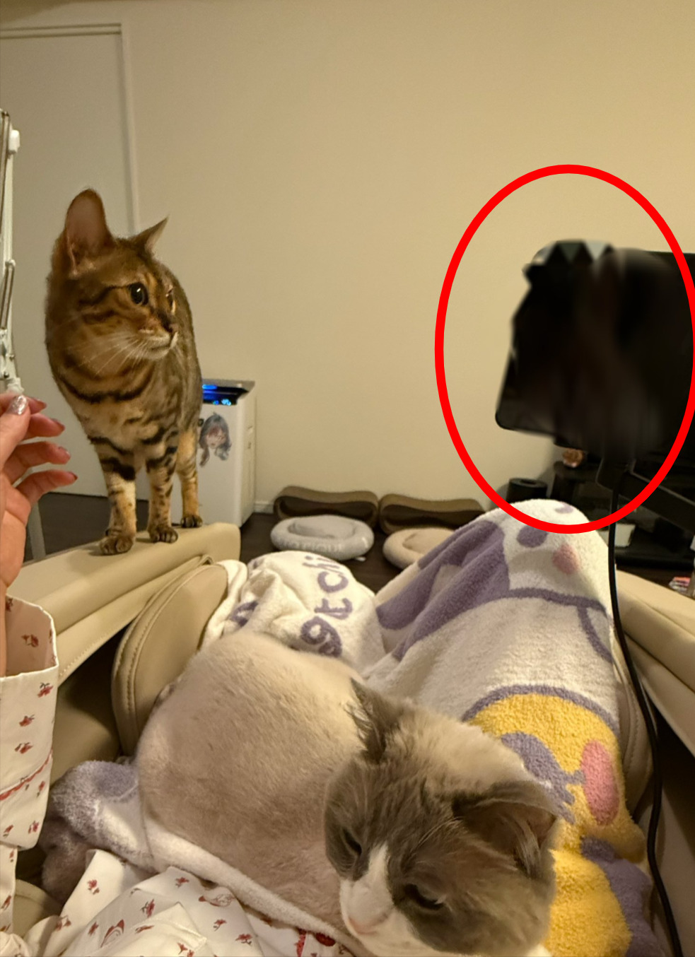 P丸様の顔バレ理由は反射?中の人の年齢や身長、本名、性別まとめ! ad19c12c 4d22 4727 bd0d f9483dc9a376 - P丸様の顔バレ理由は反射?中の人の年齢や身長、本名、性別まとめ!